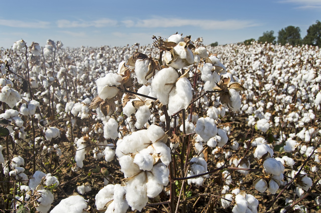 cotton, cotton field, white-4649804.jpg