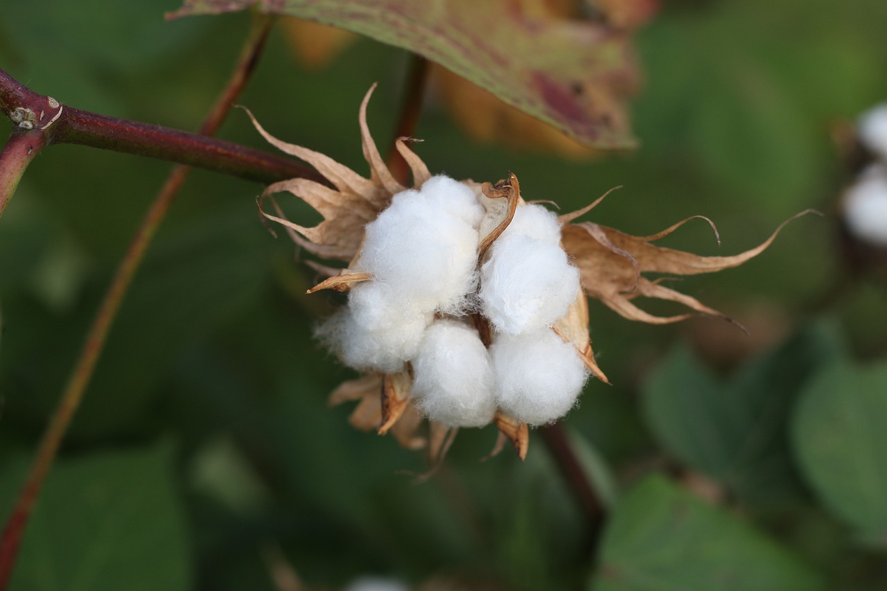 cotton, fruit, wilderness-1721144.jpg