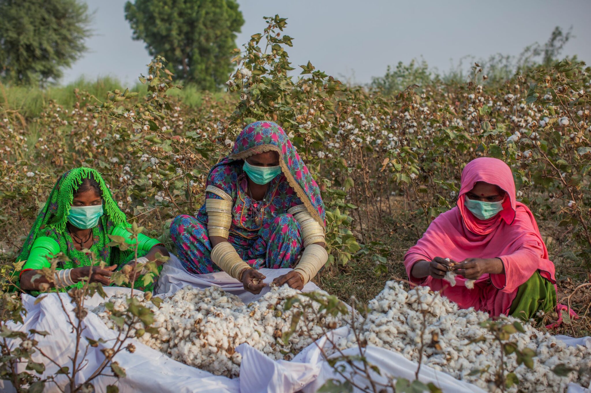 cotton production in pakistan
